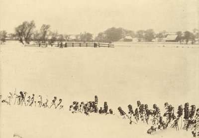 bataklık otları by Peter Henry Emerson