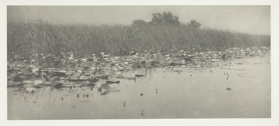 Su zambakları by Peter Henry Emerson