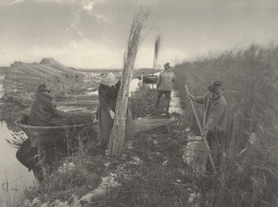 Kamış Hasadı Sırasında by Peter Henry Emerson and T.F. Goodall