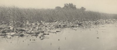 Su zambakları by Peter Henry Emerson and T.F. Goodall