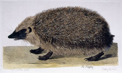 Kirpi, 1761-1766 by Peter Paillou