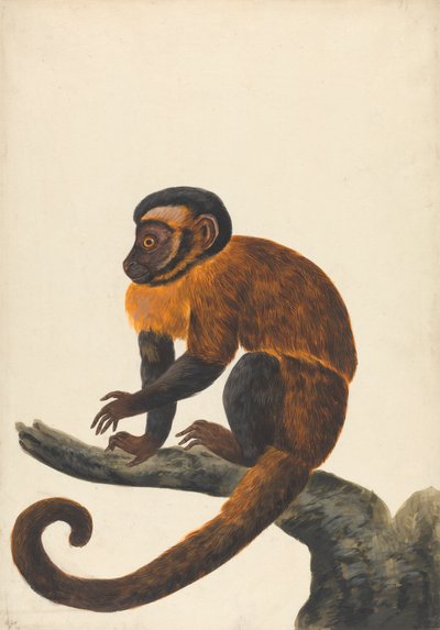Bir Kapuçin by Peter Paillou the younger