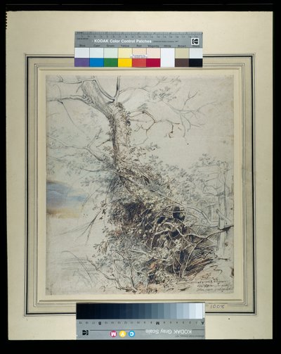 Bir çitin yanında, gövdesi böğürtlenlerle kaplı, ölmekte olan bir ağaç, c.1618-20 (kağıt üzerinde yıkanmış tebeşirler üzerine kalem ve mürekkep) by Peter Paul Rubens