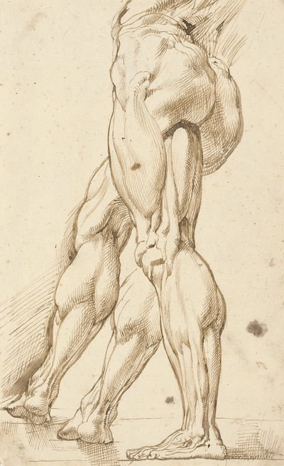 Sağ bacağın ikincil bir çalışması ile çıplak bir erkeğin bacaklarının bir écorché çalışması by Peter Paul Rubens