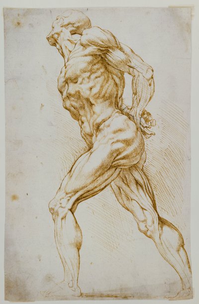 Anatomik çalışma: Sağa doğru çıplak bir yürüyüş, elleri arkasında by Peter Paul Rubens