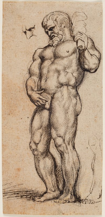 Herkül by Peter Paul Rubens