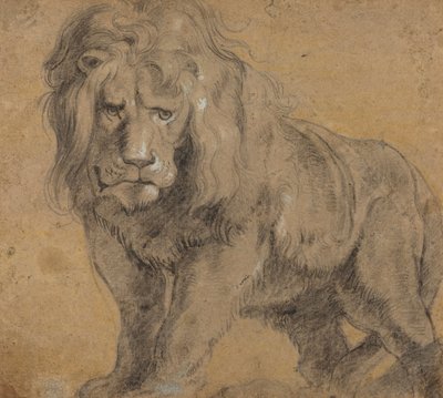 Aslan, c.1612-13 (kağıt üzerine siyah tebeşir) by Peter Paul Rubens