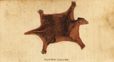 Filipin uçan lemur, Cynocephalus uçan., 1800 (gravür) by Peter Simon Pallas