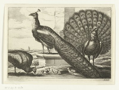 tavus kuşu Diversarum avium türleri (dizi başlığı) Farklı kuşlar (dizi adı) by Peter van Liesebetten