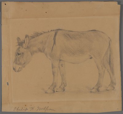 Eşek (kağıt üzerinde grafit) by Philip H. Wolfrom