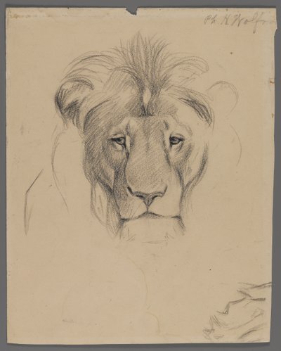 Aslan başı (kağıt üzerinde grafit) by Philip H. Wolfrom
