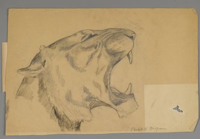 Head of a roaring lion (graphite & charcoal on paper) by Philip H. Wolfrom