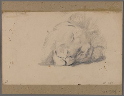Uyuyan bir aslanın başı (pencere paspasına yapıştırılmış kağıt üzerinde grafit) by Philip H. Wolfrom