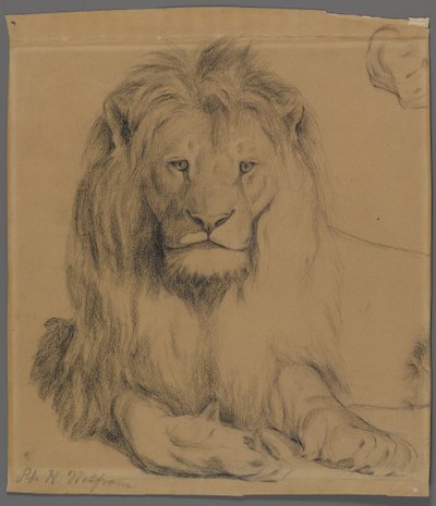 Aslan (kağıt üzerinde grafit) by Philip H. Wolfrom