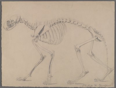 Skeleton y