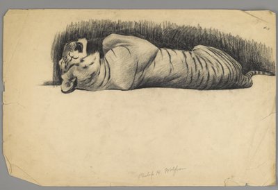 Sleeping tiger (charcoal on paper) by Philip H. Wolfrom