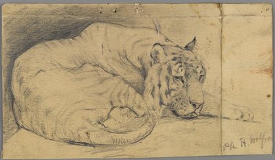 Uyuyan kaplan (kağıt üzerinde grafit) by Philip H. Wolfrom