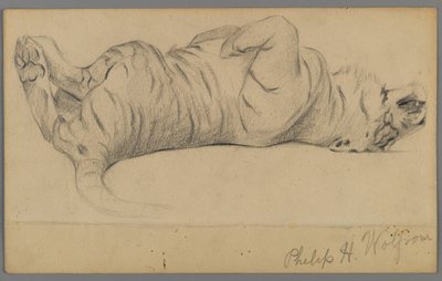 Uyuyan kaplan (kağıt üzerinde grafit) by Philip H. Wolfrom