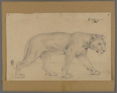 Yürüyen dişi aslan (karton üzerine monte edilmiş kağıt üzerinde grafit) by Philip H. Wolfrom