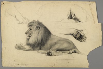 Aslan çalışmaları (kağıt üzerinde grafit ve kömür) by Philip H. Wolfrom