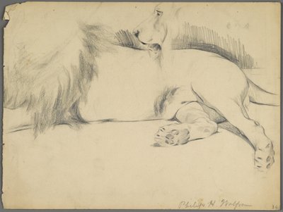 Studies of a lion (graphite on paper) by Philip H. Wolfrom