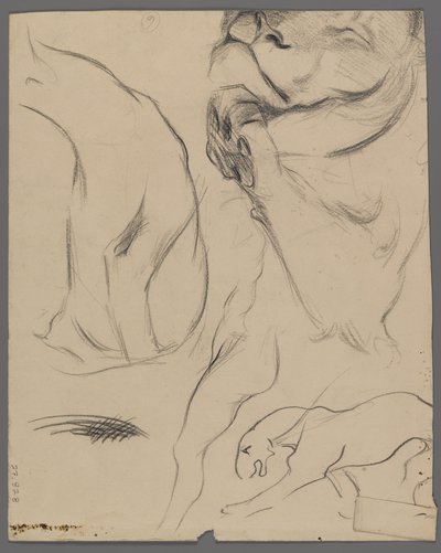 Aslan çalışmaları (kağıt üzerinde grafit) by Philip H. Wolfrom