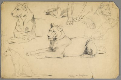Studies of a lioness (graphite & charcoal on paper) by Philip H. Wolfrom