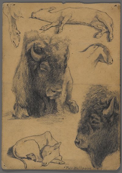 Bizon, buzağı ve keçi çalışmaları (grafit ve kağıt üzerine mürekkep) by Philip H. Wolfrom