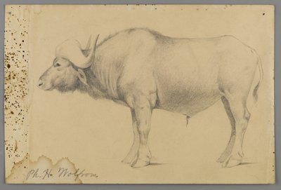 Manda (kağıt üzerinde grafit) by Philip H. Wolfrom