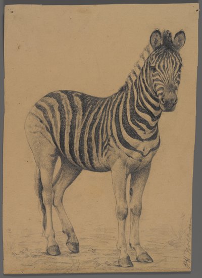 Zebra (kağıt üzerinde grafit) by Philip H. Wolfrom