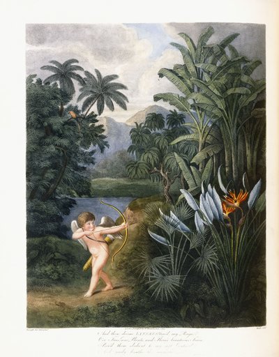 Ve sonra ilahi Linnaeus, c.1796-1807 by Philip Reinagle