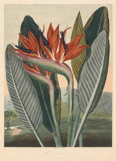 Flora Tapınağı; veya Doğa Bahçesi: Kraliçe Çiçek by Philip Reinagle