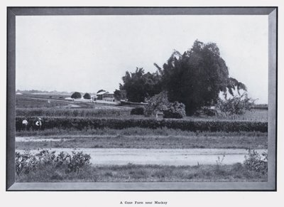 Mackay yakınlarında bir Baston Çiftliği (s/b fotoğraf) by Photographer Australian