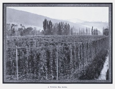 Victorian Hop Bahçesi (s/b fotoğraf) by Photographer Australian