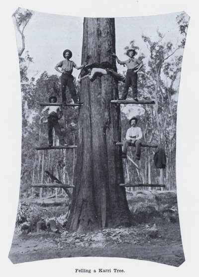 Karri Ağacını Devirmek (s/b fotoğraf) by Photographer Australian