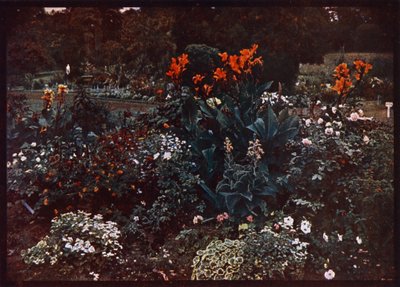 Botanik Bahçelerinde çiçek tarhı, Sidney, Yeni Güney Galler, Avustralya (renkli fotoğraf) by Photographer Australian