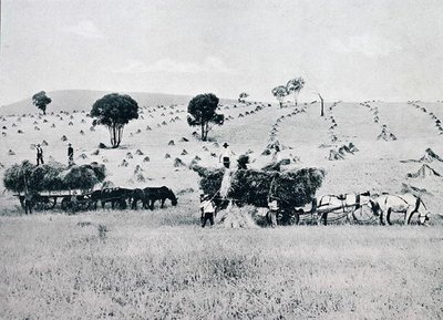 Harvesting, New South Wales, c.1900, 
