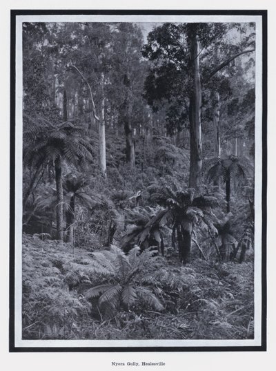 Nyora Gully, Healesville (s/b fotoğraf) by Photographer Australian