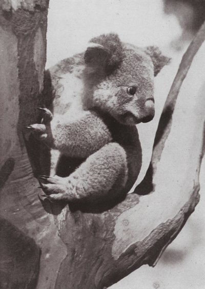 Eşsiz Koala veya Yerli Ayı (s/b fotoğraf) by Photographer Australian