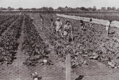 Çöl Ülkesi olarak adlandırılan Kıtalararası Yol yakınında yetiştirilen, Sondaj Suyu ile sulanan sebzeler (s/b fotoğraf) by Photographer Australian