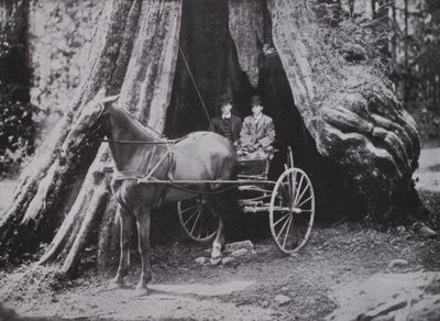 The Big Tree, Stanley Park, Vancouver (s/b fotoğraf) by Photographer Canadian