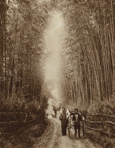 Bambu korusu, Japonya (s/b fotoğraf) by Photographer Japanese
