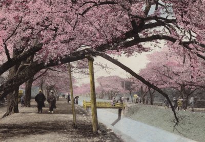 Japonya, c.1912: Tokyo yakınlarındaki Koganei