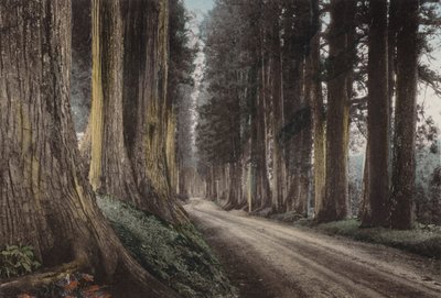 Japonya, c.1912: Cryptomeria Yolu, Nikko (fotoğraf) by Photographer Japanese