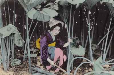 Japonya, c.1912: Muazzam Bog-ravent, yabani bitki, Akita (fotoğraf) by Photographer Japanese