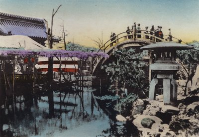 Japonya, c.1912: Mayıs ayında Wisteria çiçeği ve groung