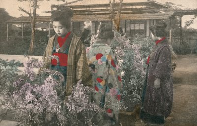 Wisteria bitkileri olan Japon kadınları (renkli fotoğraf) by Photographer Japanese