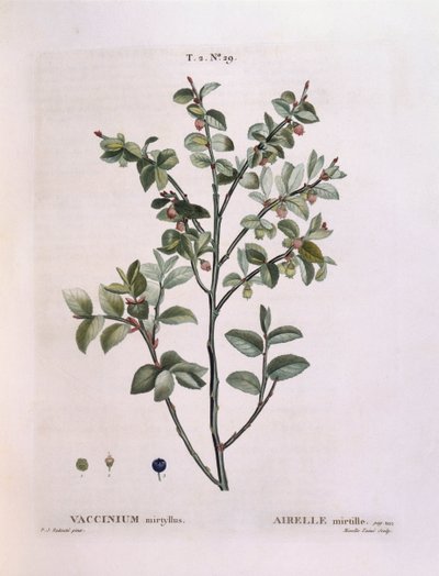 Yabanmersini (Vaccinium myrtillus), Henry Louis Duhamel du Monceau, Pierre Joseph Redouté tarafından botanik plaka by Pierre Joseph Redouté