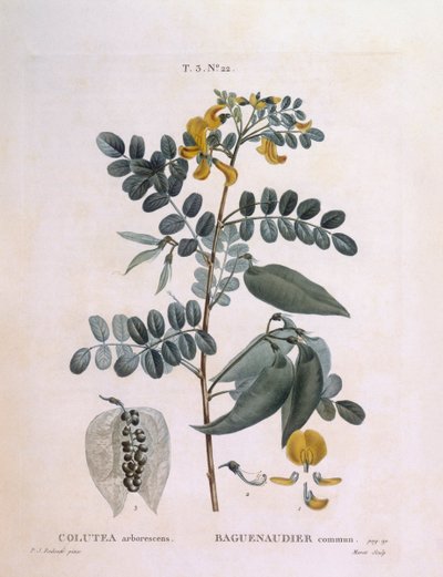 Mesane Senna (Colutea arborescence), Henry Louis Duhamel du Monceau, Pierre Joseph Redouté tarafından botanik plaka by Pierre Joseph Redouté
