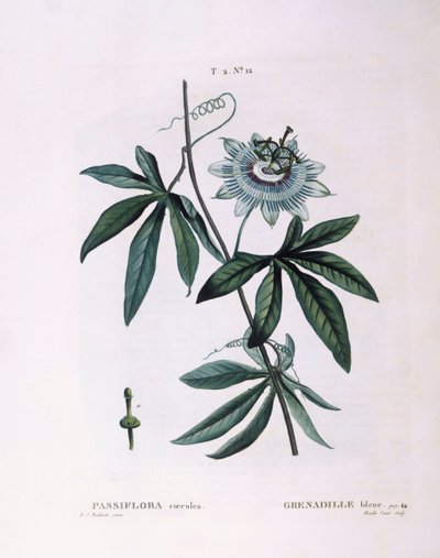 Mavi çarkıfelek çiçeği (Passiflora caerulea), Henry Louis Duhamel du Monceau, Pierre Joseph Redouté